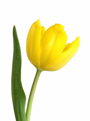 tulipa 9