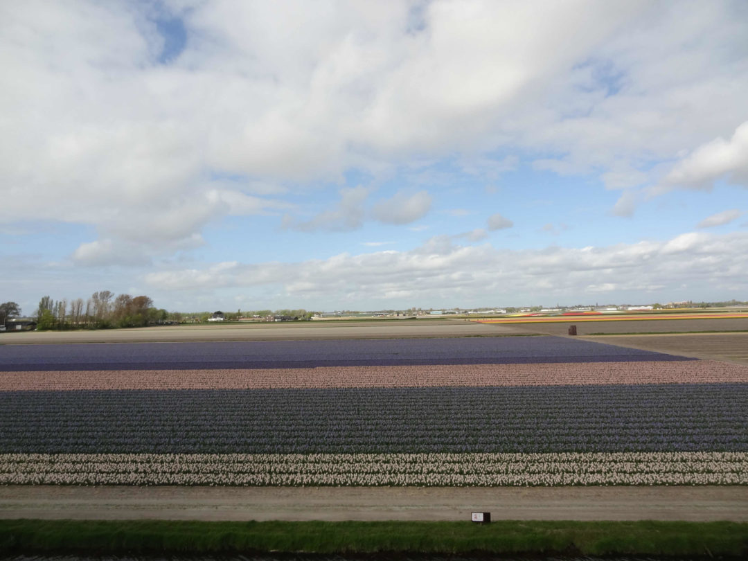 keukenhof16