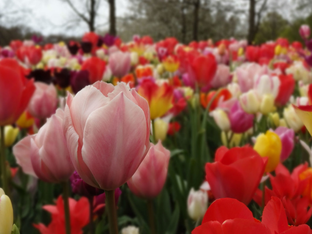 keukenhof3